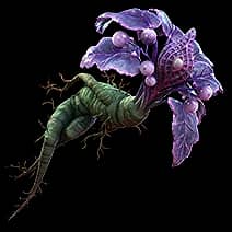 Amor Mandragora
