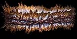Binds Of Bloody Vengeance unique item for Path of Exile - Sanctuary Relic
