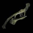 Preserved Collarbone for Path of Exile 2 - Sanctuary Relic
