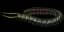Ryslatha'S Coil - 40% More, 30% Less unique item for Path of Exile - Sanctuary Relic