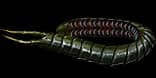 Ryslatha'S Coil unique item for 6981444ae5367158f90a0ce5 - Sanctuary Relic