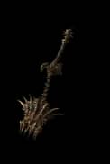 Sunbrand unique item for Diablo IV - Sanctuary Relic